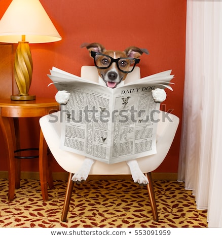 Foto stock: Dog Reading Newspaper At Home