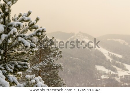 [[stock_photo]]: Trees In Fog And Snow