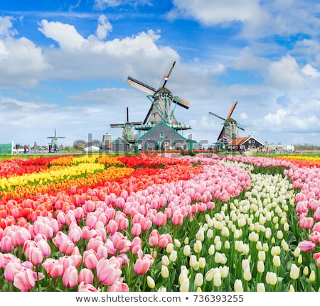 Three Dutch Tulips Stock foto © Neirfy