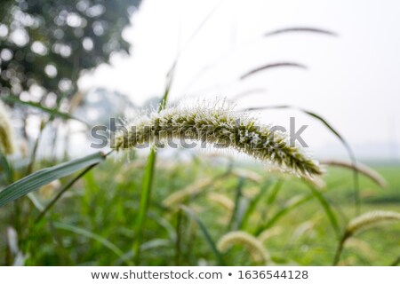 Foto stock: Foxtail Weed In The Nature
