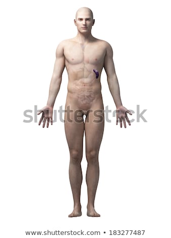 ストックフォト: 3d Rendered Illustration Of The Male Spleen