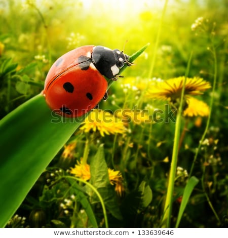 Stock fotó: Ladybug Sunlight On The Field Beautiful Close Up Of Red Ladybug In Nature