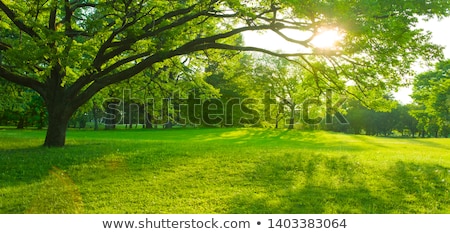 Zdjęcia stock: Garden Path And Green Lawn