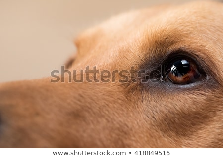 [[stock_photo]]: Close Up Dog Eye