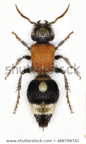 Foto stock: Velvet Ant Nemka On White Background - Nemka Viduata Viduata Pallas 1773