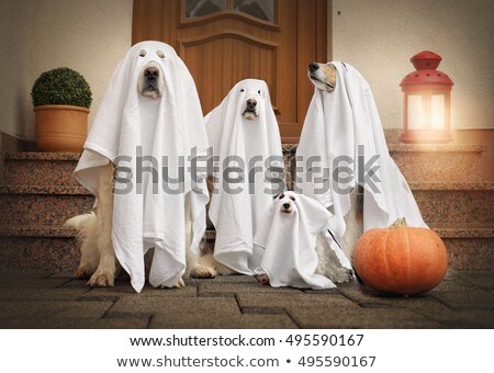 Stock foto: Halloween Ghost Dog Trick Or Treat