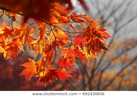 Foto stock: Maple Leaf In Autumn In Korea