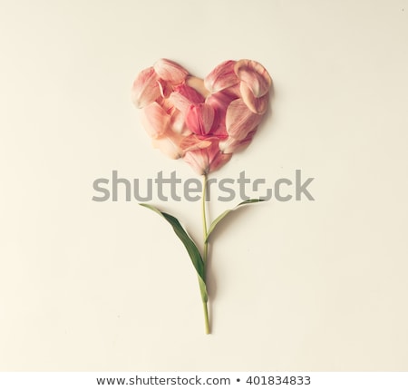 Stock foto: Fresh Tulips Flowers With Heart