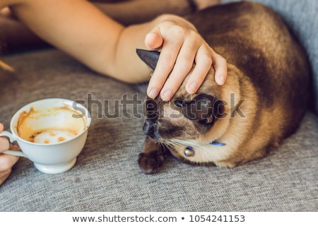 Foto stock: Young Woman Is Drinking Coffee And Stroking The Cat Against The Backdrop Of The Sofa Scratched By Ca