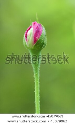 Сток-фото: Growing Rose Close Up
