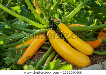 [[stock_photo]]: Yellow Zucchini