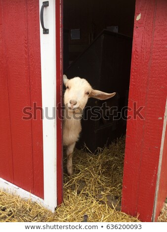 Foto stock: Goat Inside The Red Barn