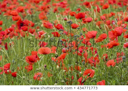 Foto stock: Orange Poppy Flowers Bloom In Italy Piedmont