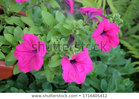 Stock fotó: Pink Petunia