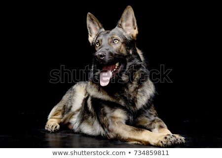 Stok fotoğraf: German Shepherd Lying In A Dark Studio