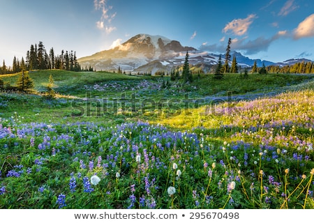 Stock photo: Reflection Lakes In Mount Rainier National Paark