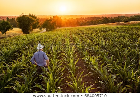 Foto d'archivio: Agricultural Scene Farmer In Corn Field