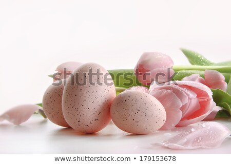 Stok fotoğraf: Pink Tulips With Water Droplets And Eggs