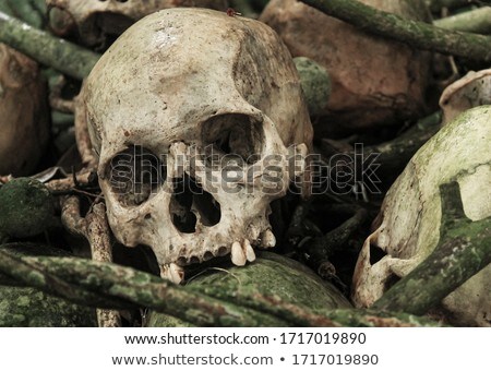 Stock fotó: Ancient Skulls