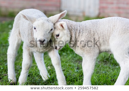 Foto stock: Two Hugging And Loving White Lambs