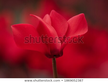 Stock photo: Red Cyclamen