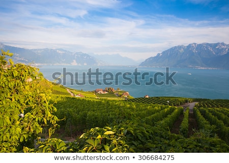 Сток-фото: Vineyards Of The Chexbres Region Over Lake Of Geneva