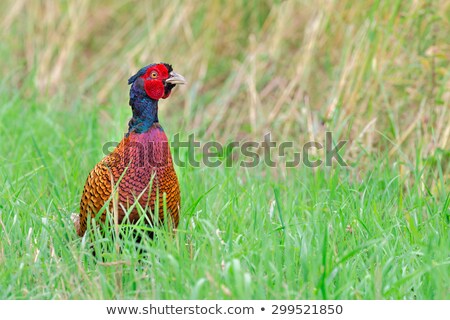 ストックフォト: Colorful Pheasant Rooster Upright In Green Meadow