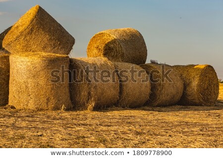 Stock photo: Wheat Rolls