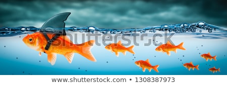 Сток-фото: Fish Leading Other Fish