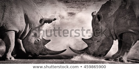Stok fotoğraf: Couple Of Rhinos Fighting