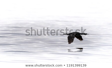 Сток-фото: Gull In Flight Over The River With Reflection On Water