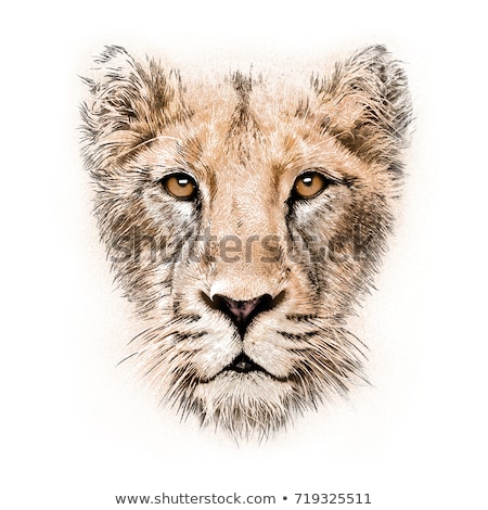 Stock photo: Lioness Head