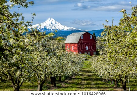Stock photo: Pear Tree Orchard In Hood River Oregon