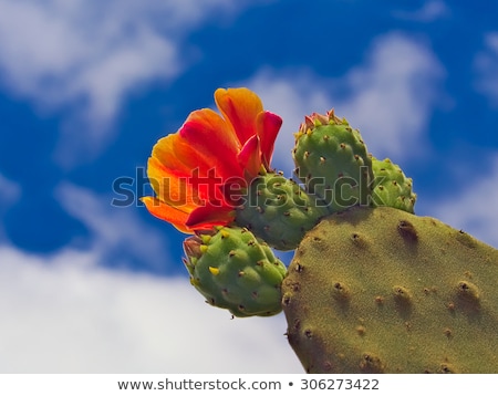 Foto stock: Blooming Cactus In Detail In The Desert With Blue Sky