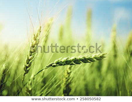 Stok fotoğraf: Green Wheat