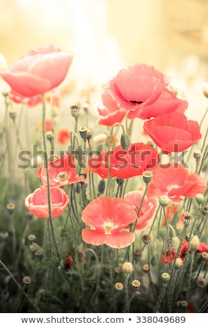 Foto stock: Wild Poppy Flowers On Summer Meadow Watercolor Painting Effect