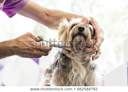Stock photo: Hairdresser Groomer Dog