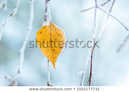 Stock fotó: Plant In Detail With Ice At Leaves