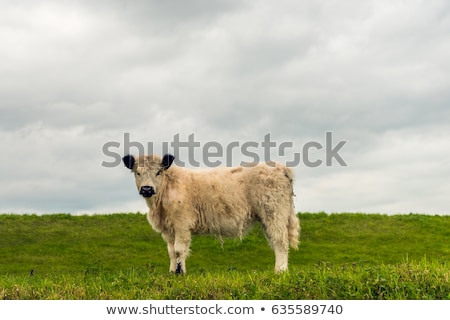 Foto stock: Galloway Cattle Standing In The Meadow