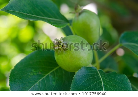 Stock fotó: Fresh Green Pears