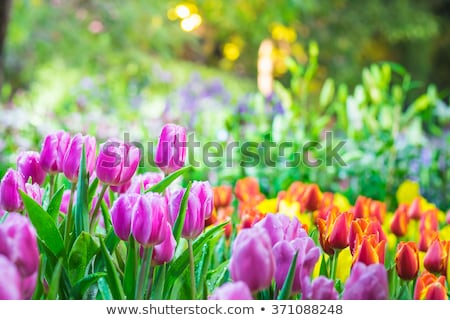 Stockfoto: Spring Tulips Flowerbeds