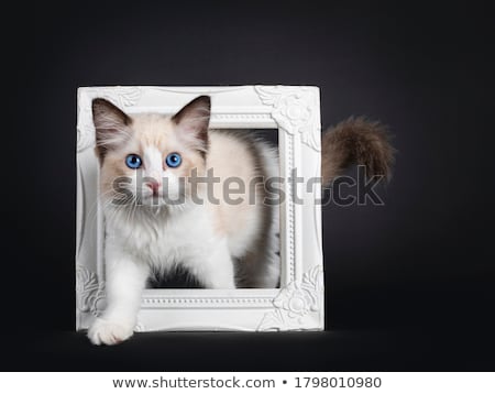 ストックフォト: Blue Eyed Ragdoll Cat