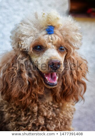 Portrait Of Toy Poodle Detail On Head And Eyes Little Cute Puppy Foto stock © X-etra