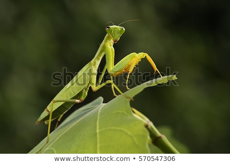 ストックフォト: Praying Mantis