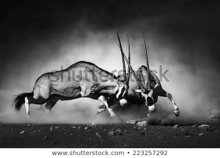 Stock photo: Gemsbok Fight