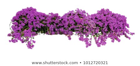 Stock fotó: Paper Flowers Or Bougainvillea
