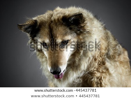 Stock photo: Mixed Breed Funny Dog Is Relaxing In A Dark Photo Studio