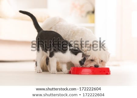 Сток-фото: Hungry Dog Inside Food Bowl