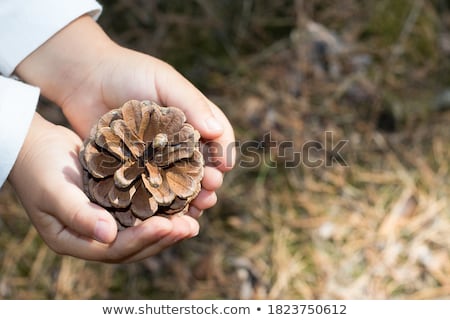 Stock photo: Hand Holding Pine Cone