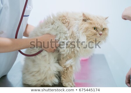 Stockfoto: Cute Ginger Kitten On The Examination Table At The Veterinary